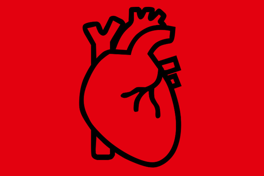 Kalp Anatomisi
